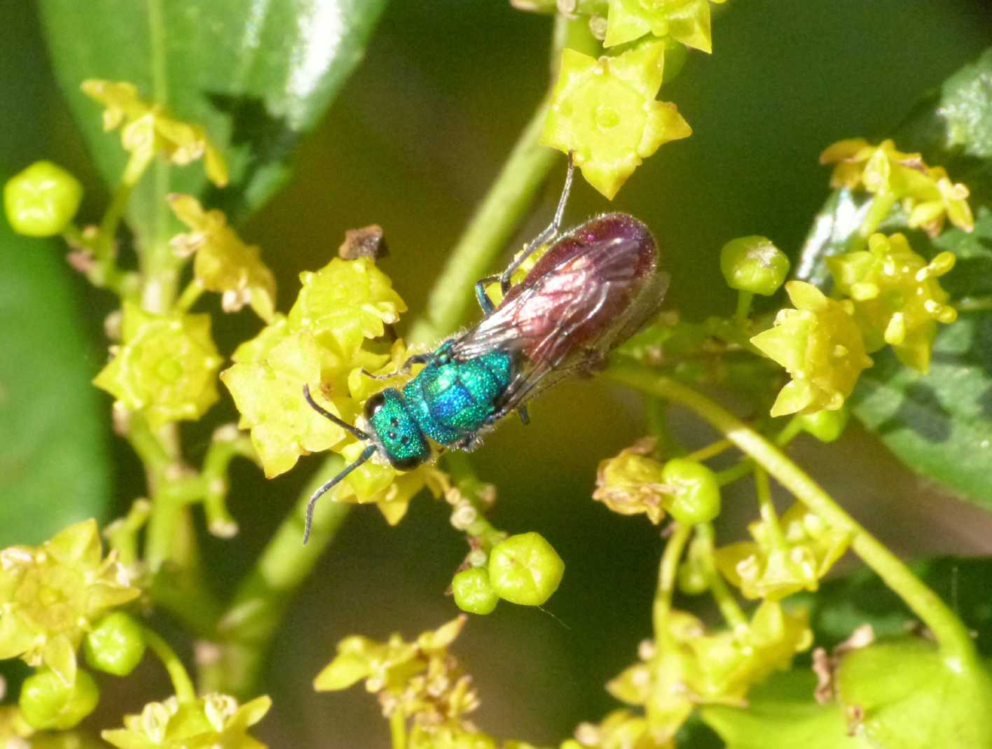 Chrysididae grandino: probabile Chrysura refulgens